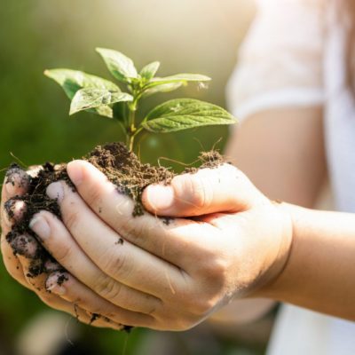 Young plant tree sprout in woman hand. Concept of farming and environment protecting.